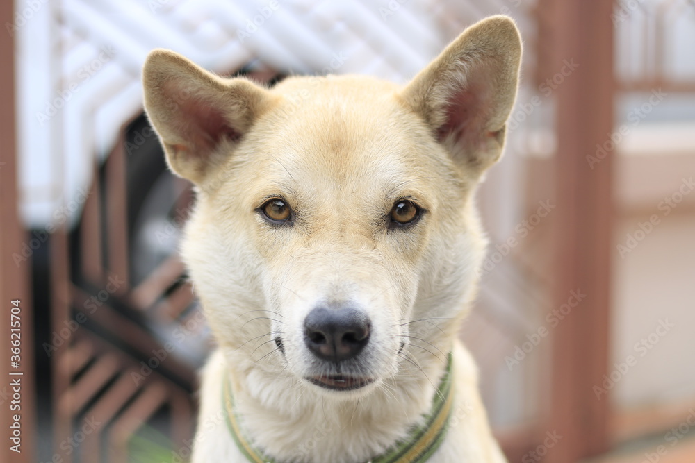 Close-up portrait of dog looking at camera