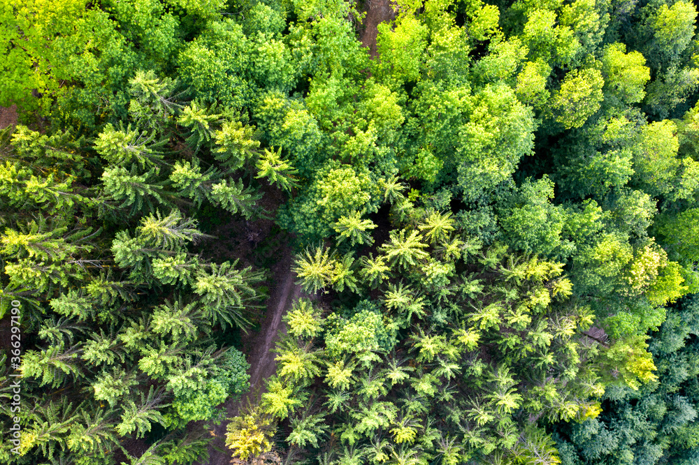 Aerial view of trees in the Vosges Mountains - Alsace, France