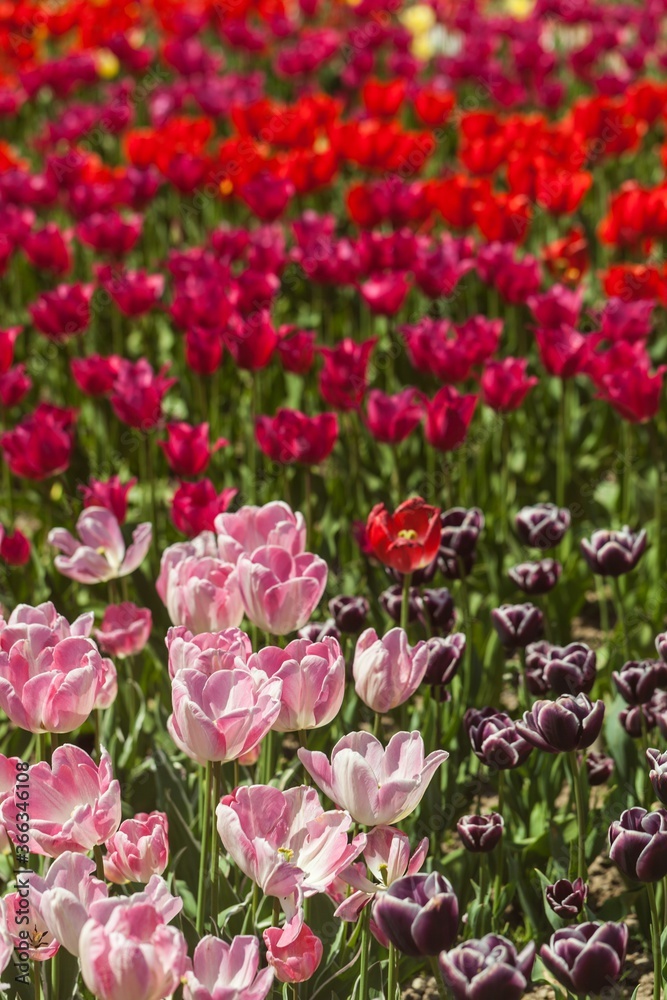 郁金香花园