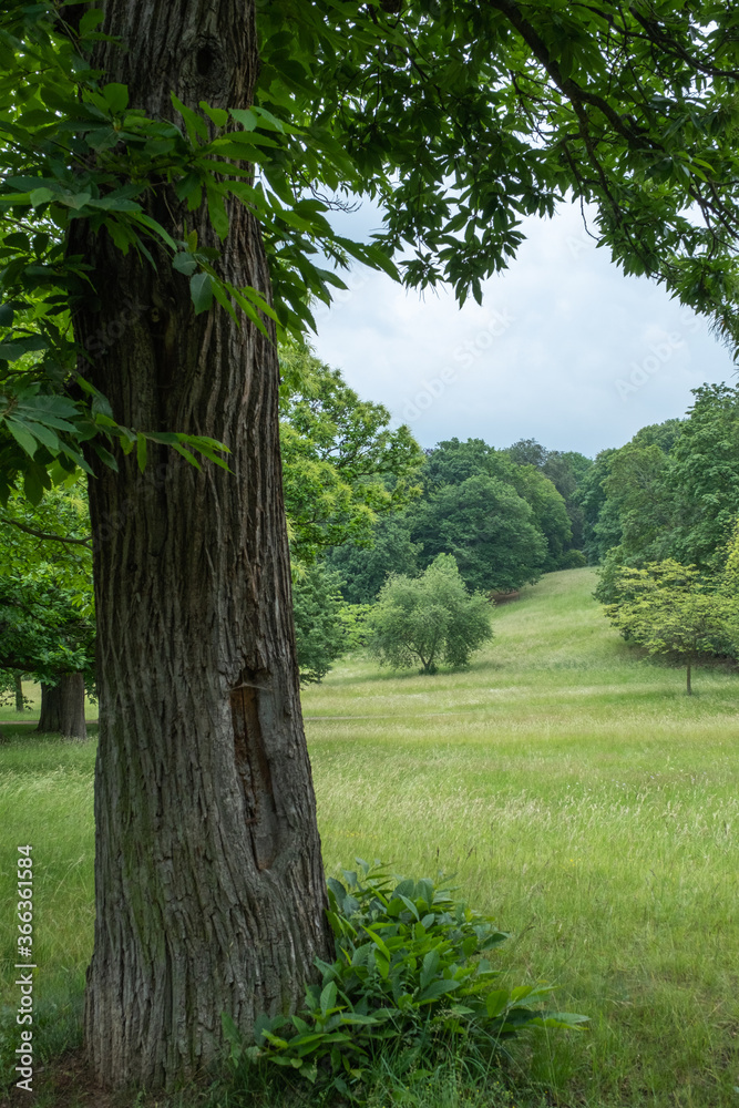 Castanea sativa im Schlosspark Blankenburg