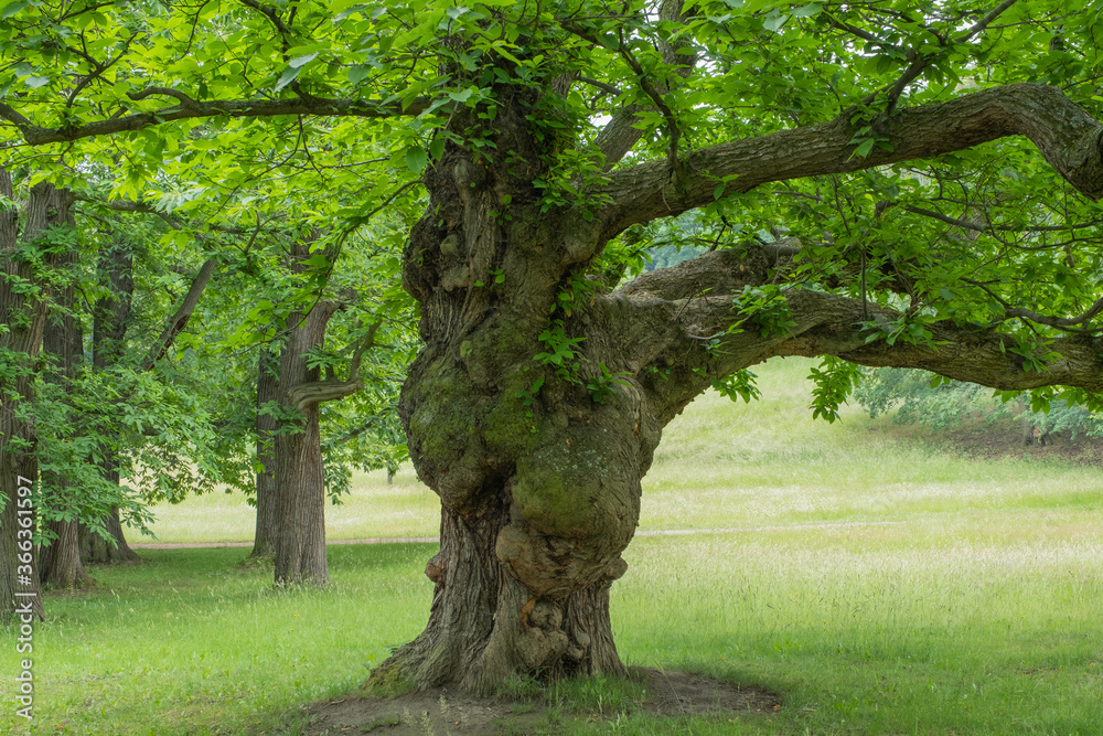 Castanea sativa im Schlosspark Blankenburg