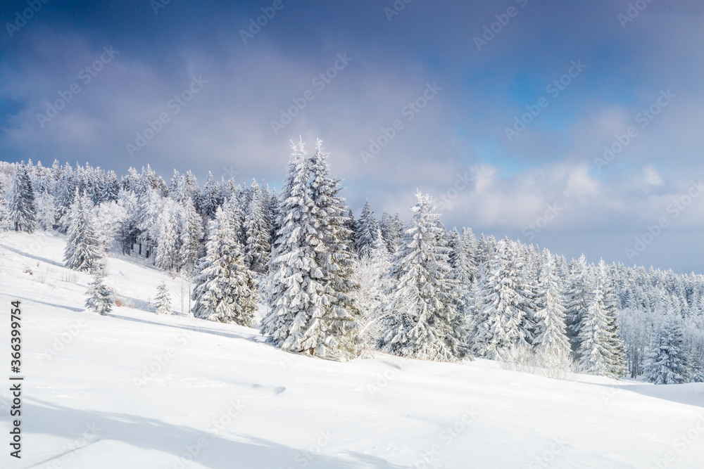 德国冬季雪松森林景观，滑雪，白雪覆盖的树木