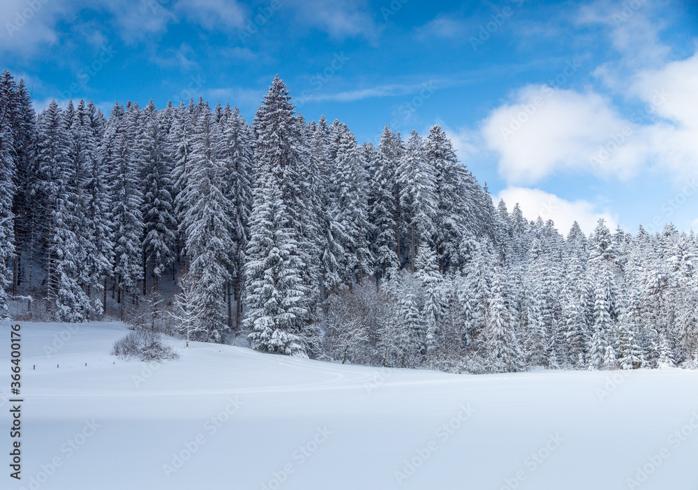 黑森林雪松林的低角度拍摄，雪地上的高大松树