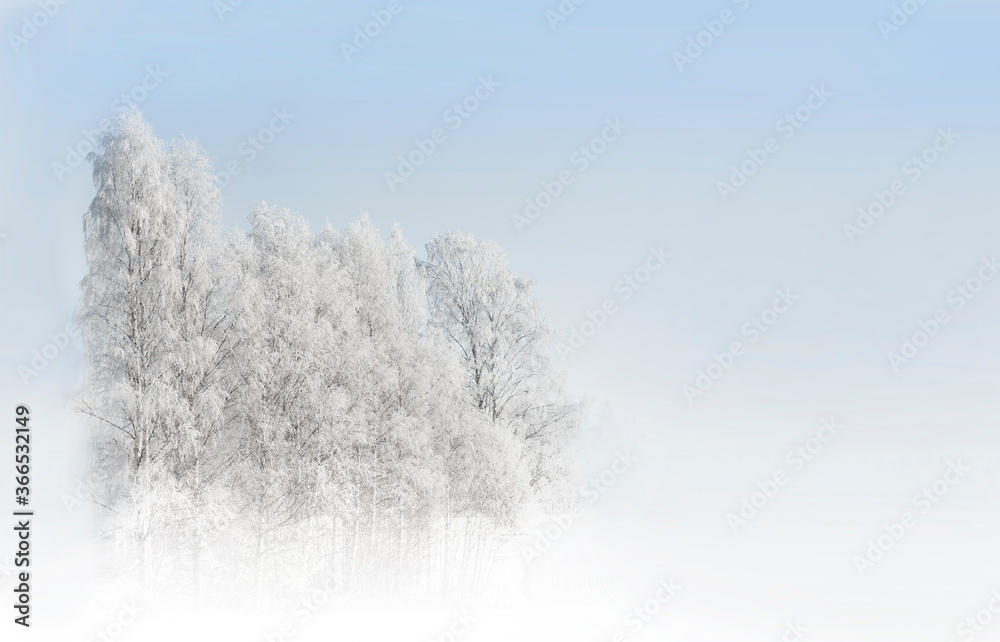 Birch trees with rime frost in white landscape with blue sky