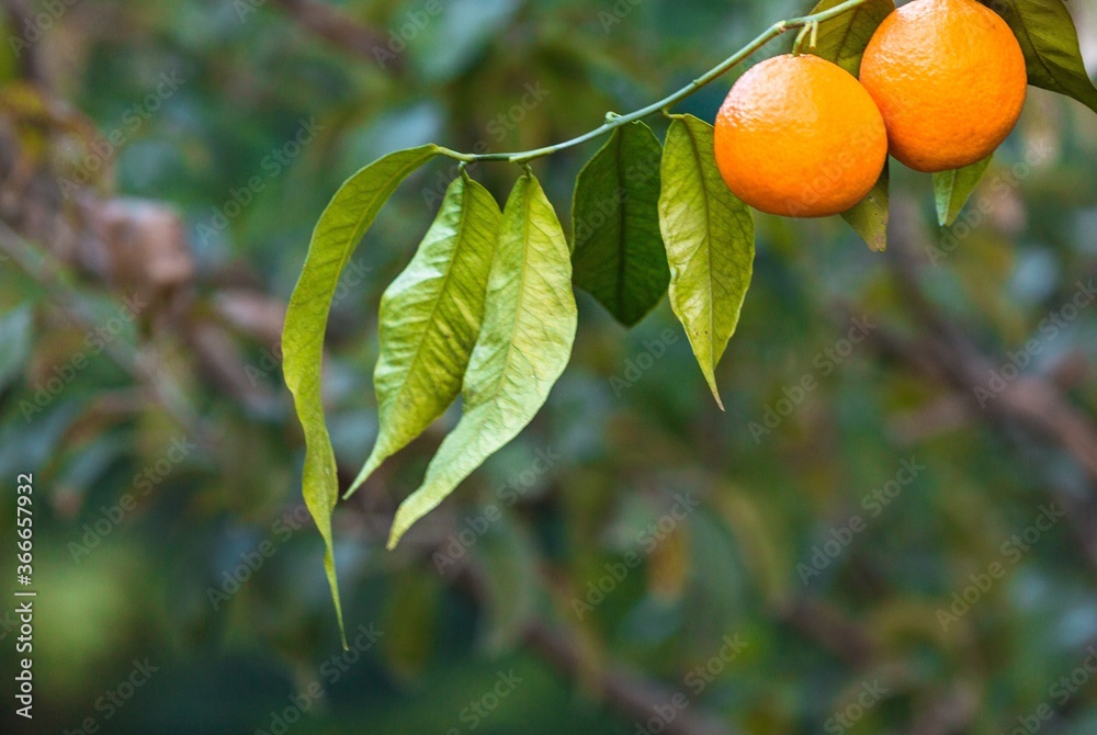 Orange tree.