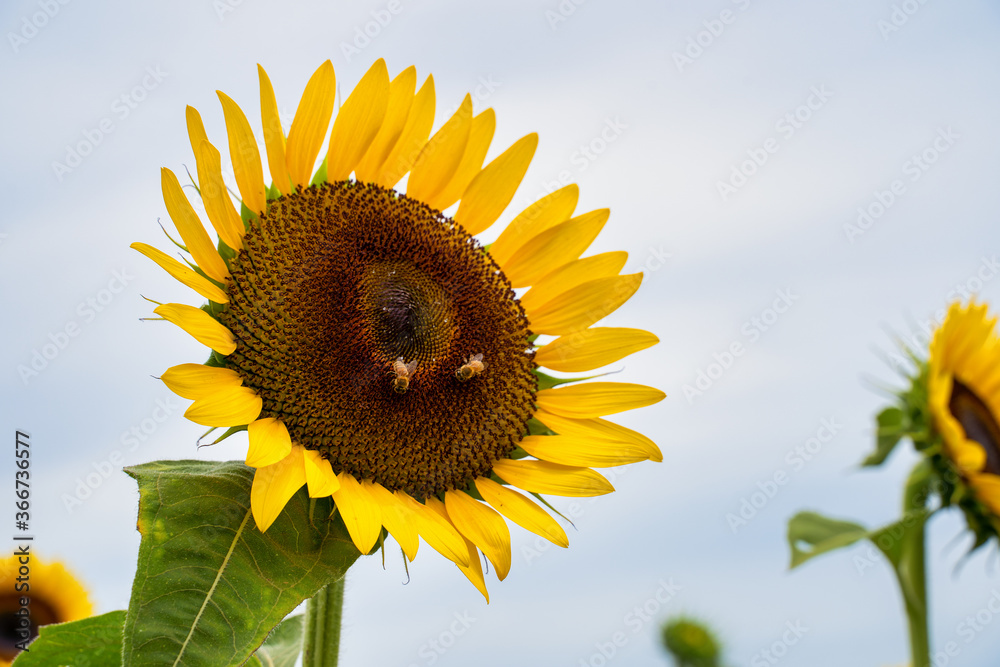 Realistic beautiful yellow sunflower plant landscape in the farm garden field with blue sky with clo