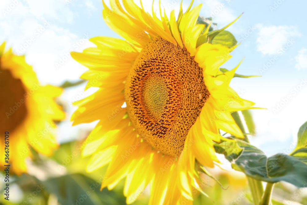 Beautiful sunflower in field on summer day, closeup