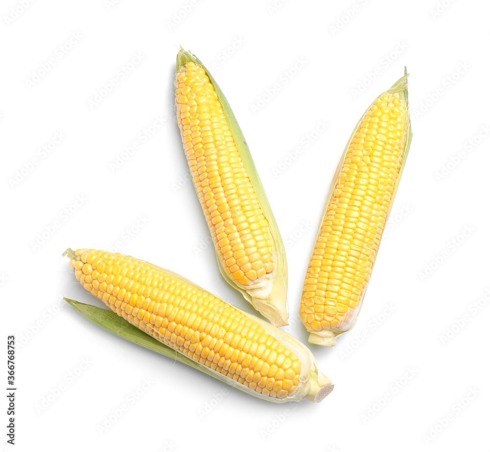 Fresh corn cobs on white background