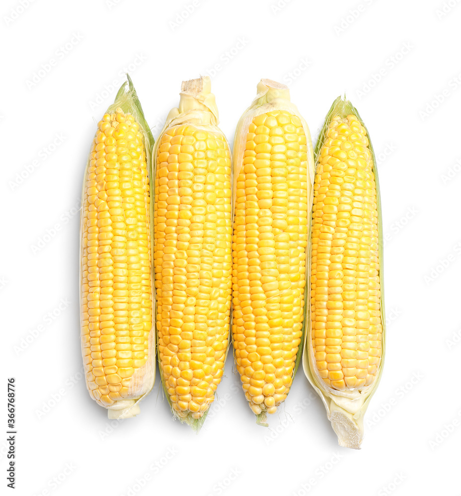 Fresh corn cobs on white background