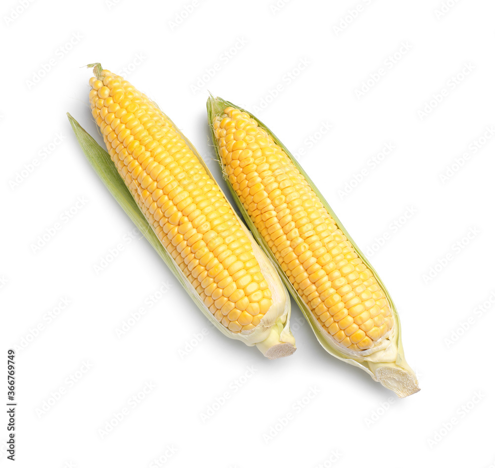 Fresh corn cobs on white background