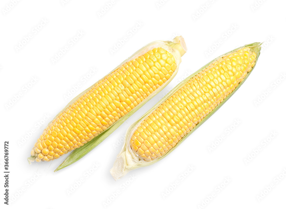 Fresh corn cobs on white background