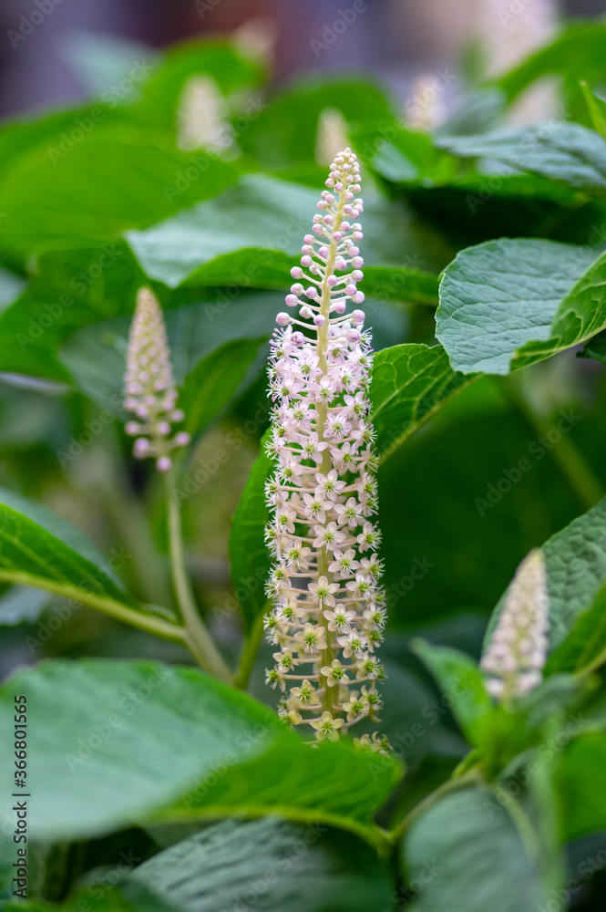 Phytolacca esculenta indian poke bush asian pokeweed flowering plant, group of white light pink flow