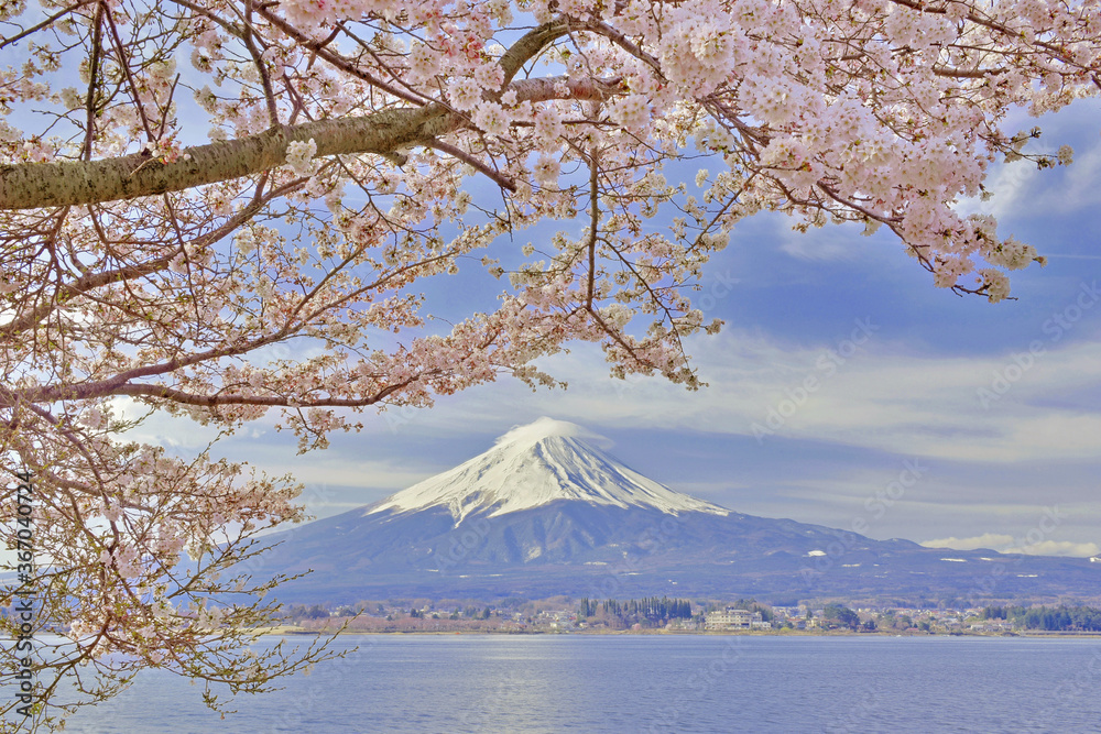 富士山とサクラ