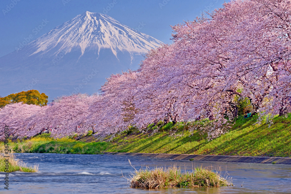 龍巌淵の桜と富士山