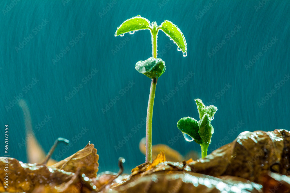 细雨中的花蕾