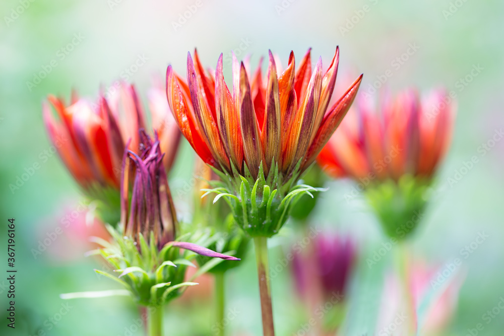 浅深度背景下的红花Gazania