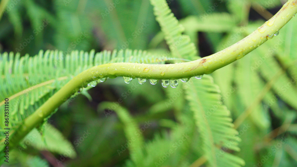 森林中的自然植物