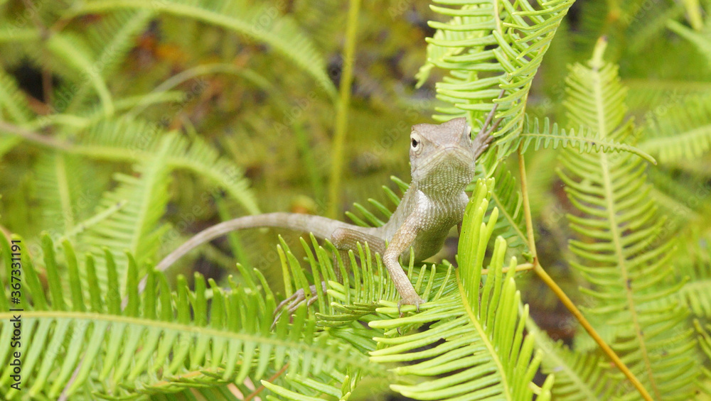 tropical brown chameleon