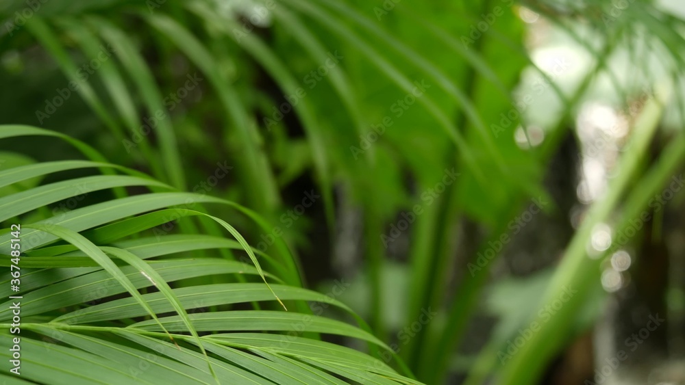 在雨林中泼洒的水。丛林般的热带异国情调背景，溪流和野生多汁的绿色