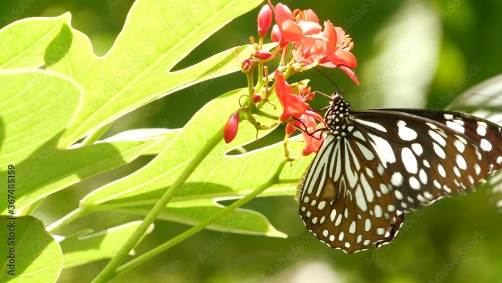 Tropical exotic butterfly in jungle rainforest sitting on green leaves, macro close up. Spring parad