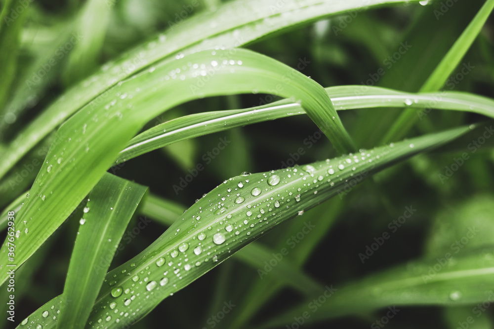 近距离观察新鲜绿草上的雨滴，绿草上露珠，草地上晨露