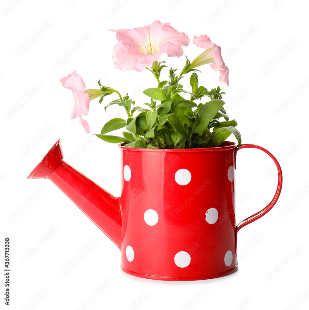 Watering can with flowers on white background