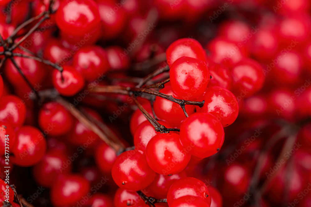 红色荚兰（guelder rose）。美丽的质地，树枝上有荚兰的红色浆果。收获th