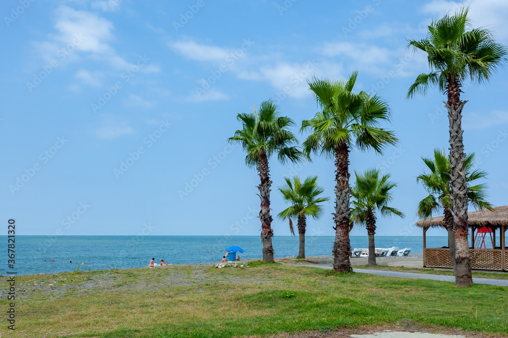 Palm trees on the Black Sea coast in Anaklia, Georgia