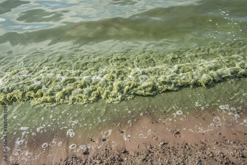 海水中有藻类滋生的海浪。