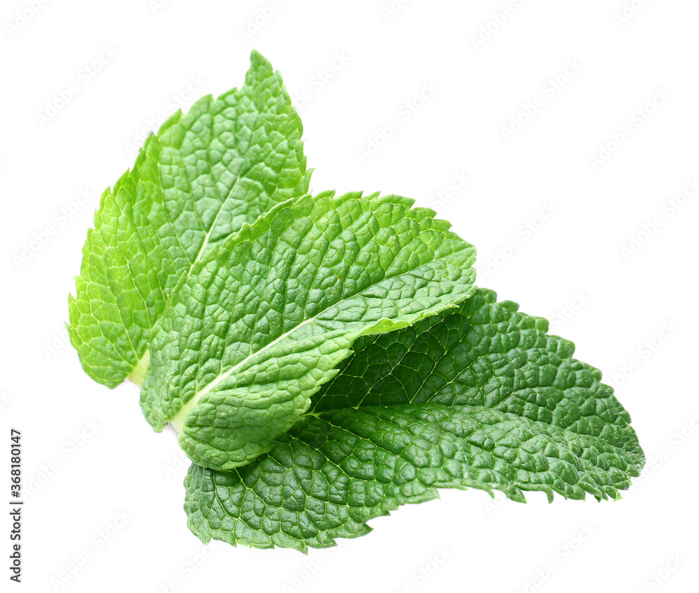 Fresh green mint on white background