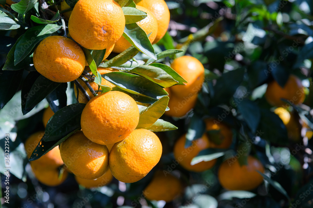 Tangerines, a treasure trove of vitamins in winter, are rich in vitamin C to prevent colds.