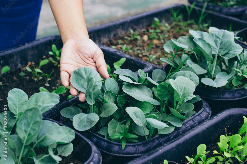 The womans hand is picking the vegetables he planted himself in the house to eat. The idea of ​​gro