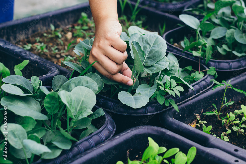 The womans hand is picking the vegetables he planted himself in the house to eat. The idea of ​​gro