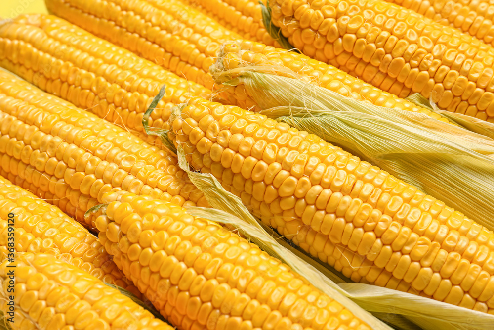 Fresh corn cobs as background