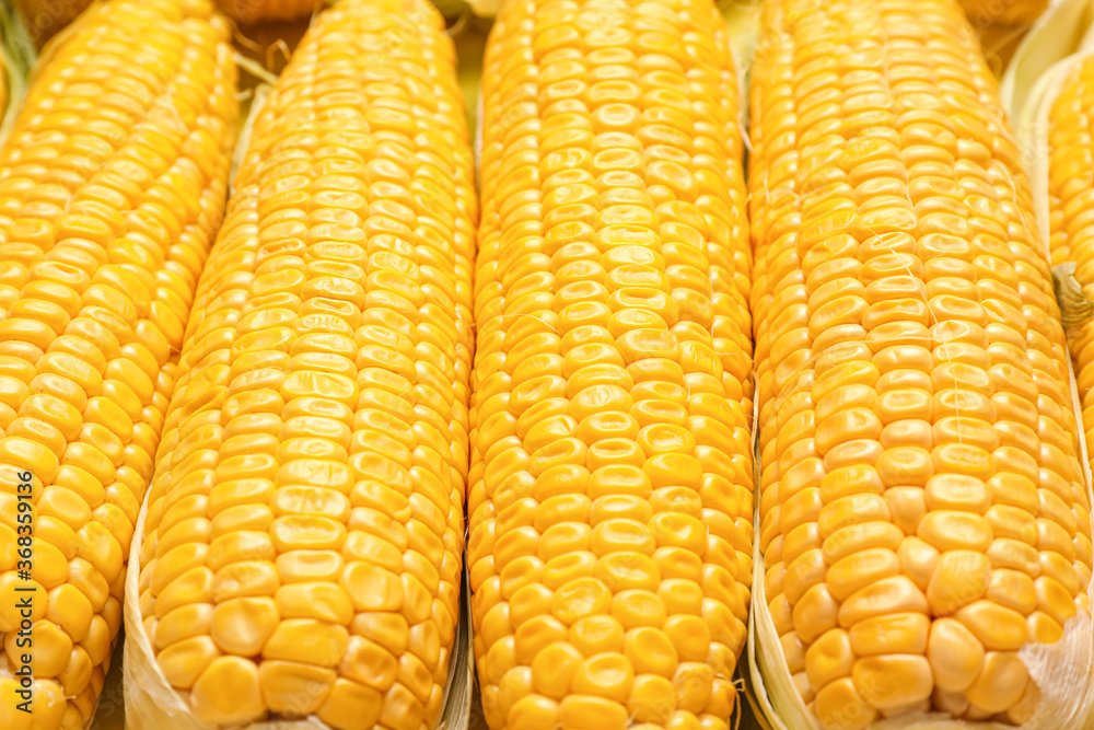 Fresh corn cobs as background