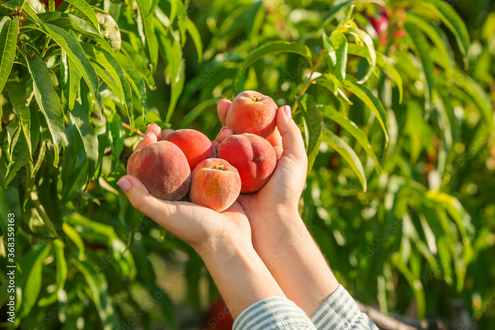 Woman gathering tasty fresh peaches in garden