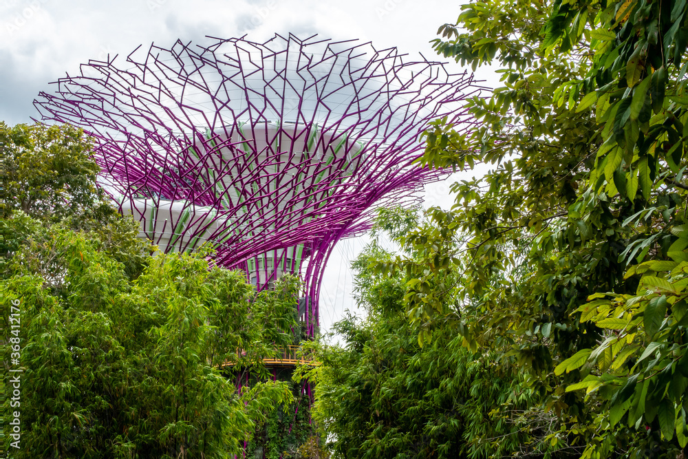 Singapore. Supertree Grove atrificial purple tree seen through dense green natural trees and leaves,