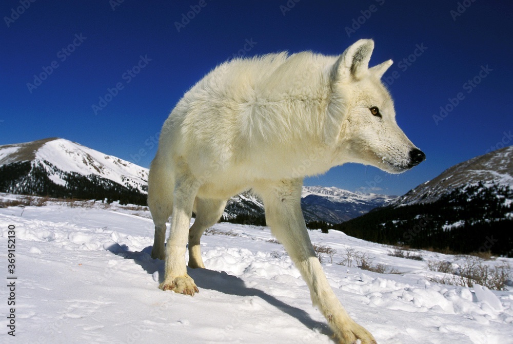 北极狼犬狼疮苔原，在阿拉斯加山脉的雪地里长大