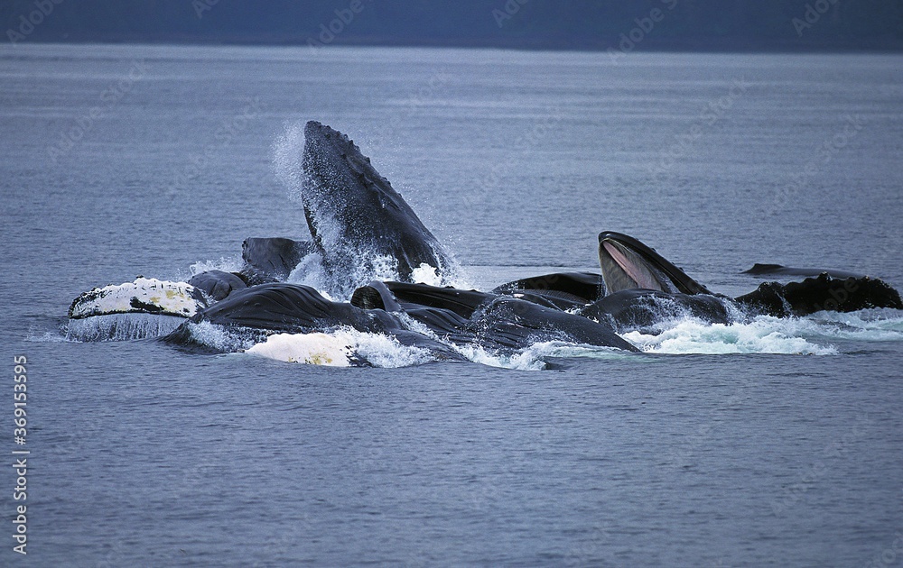 HUMPBACK WHALE megaptera novaeangliae，GROUP DOING A CIRCLE TO CATCH KRILL，ALASKA阿拉斯加大翅目昆虫群