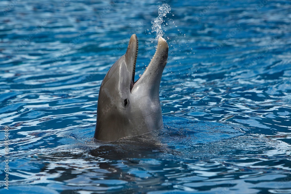 瓶鼻海豚，截尾tursiops truncatus，头部露出水面的成年