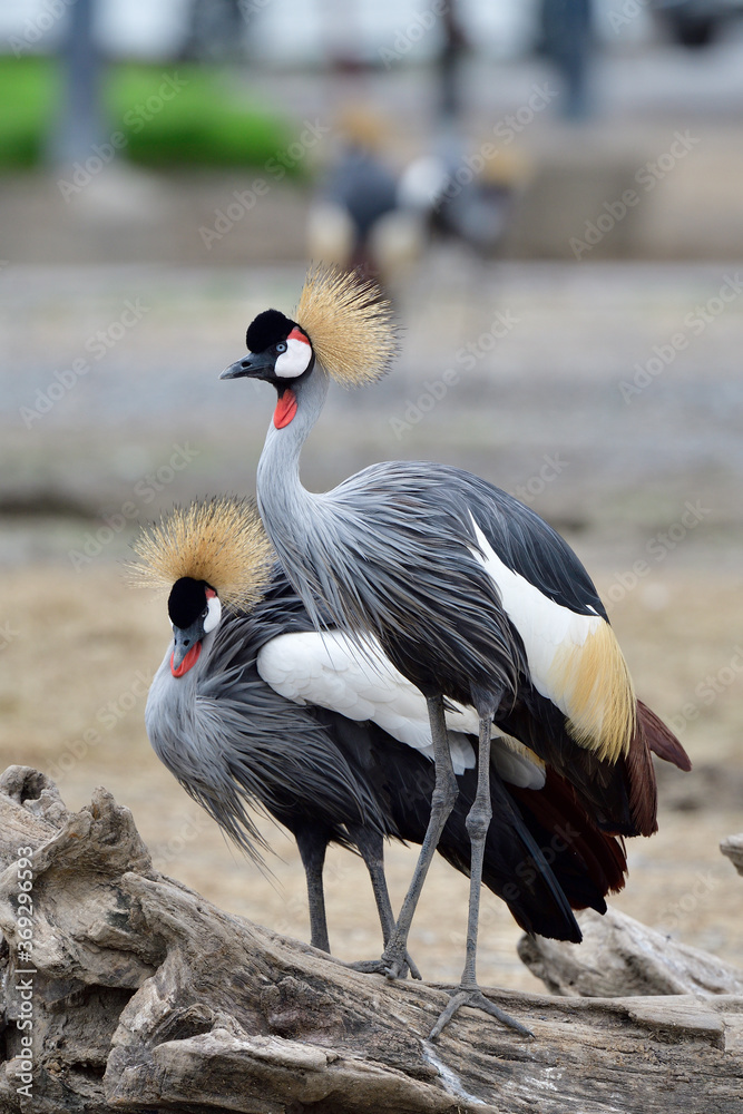 Pair of Grey Crowned Crane most beautiful bird with golden crested white face red dot on its neck an