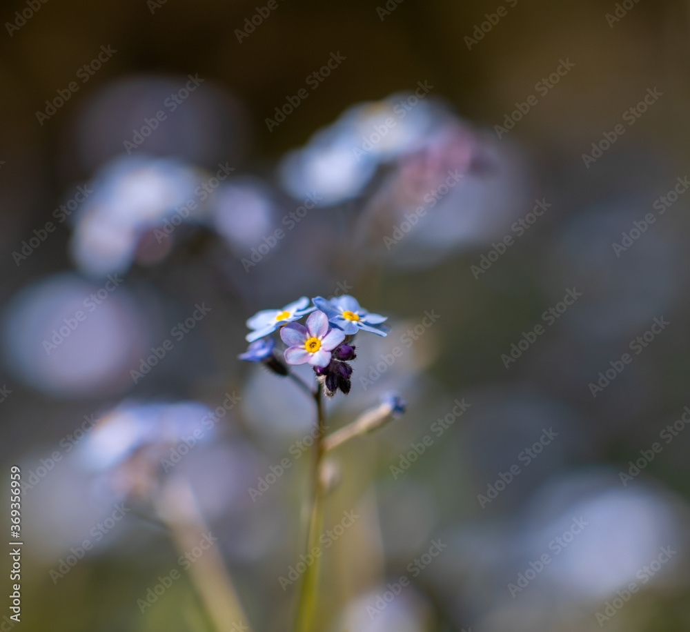 Myosotis sylvatica，勿忘我，美国纽约州。