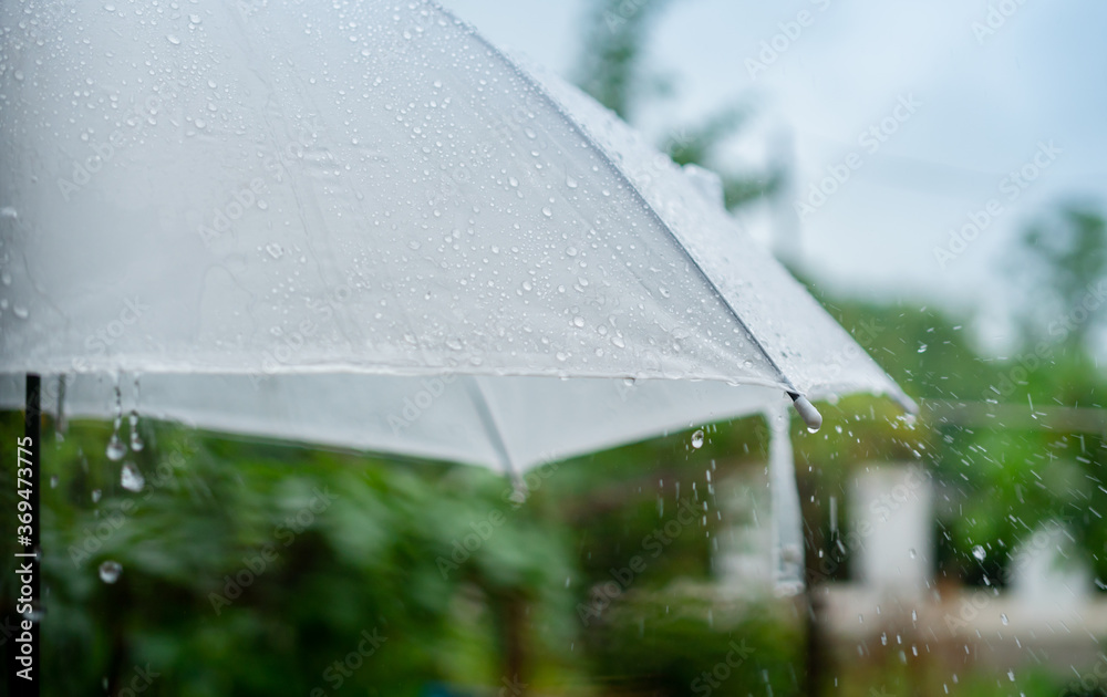 Rain drops falling on white umbrella in rainy season