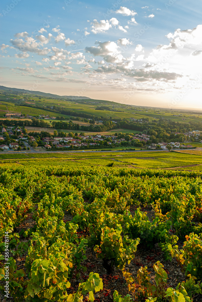 Paysage du vignoble du Beaujolais dans le département du Rhône en France