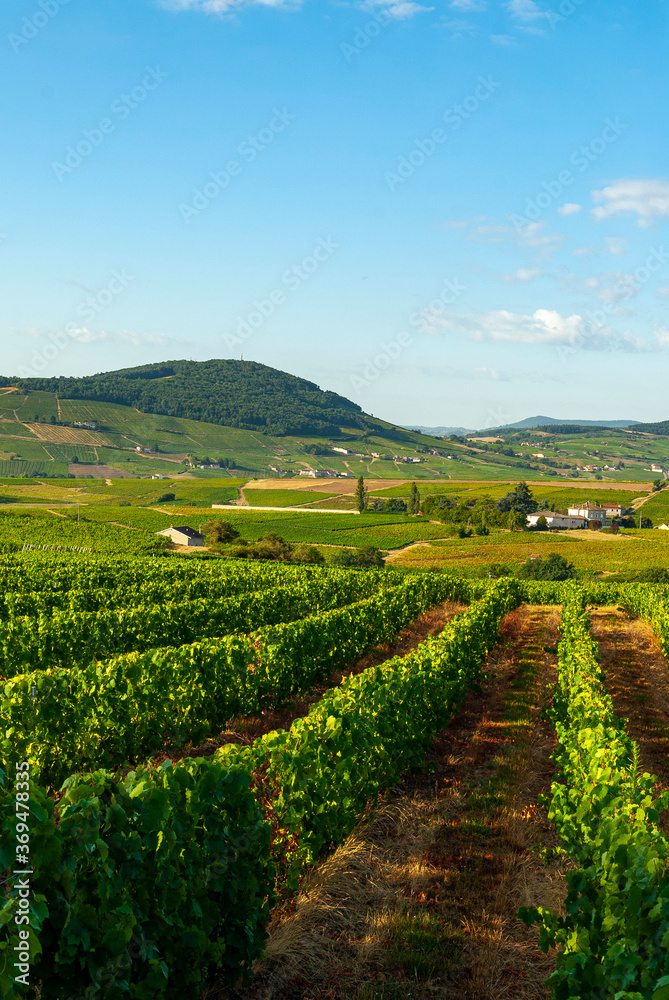 Paysage du vignoble du Beaujolais dans le département du Rhône en France