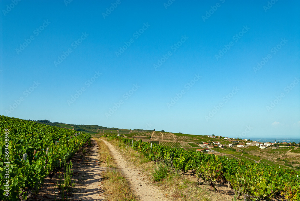 vignes aux alentours du village de Chiroubles dans le vignoble du Beaujolais dans le département du 