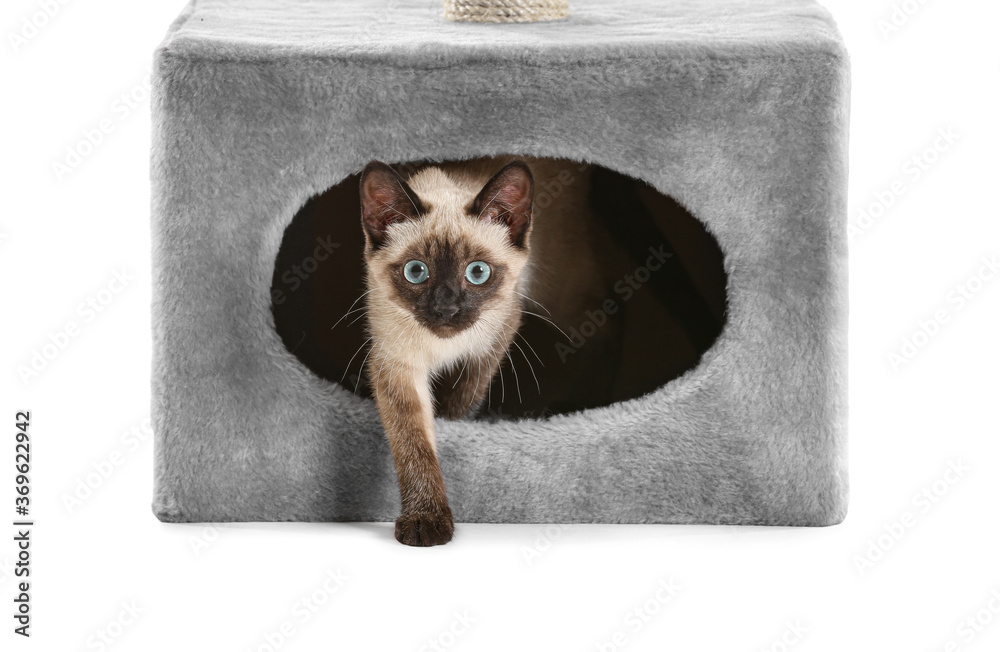 Cute funny Thai cat hiding in its house on white background