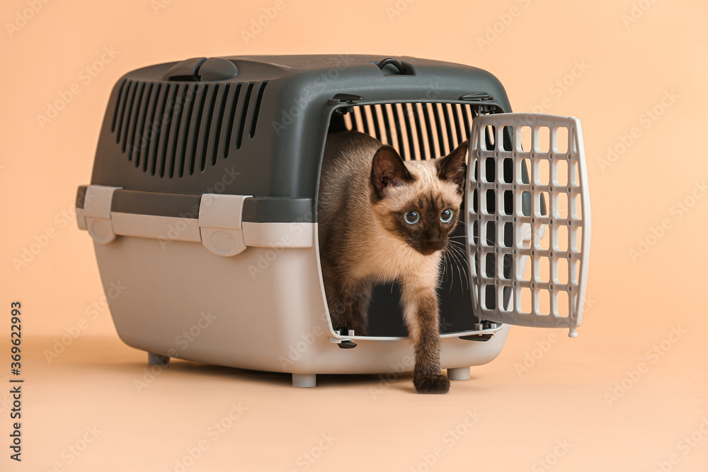 Cute Thai cat in carrier on color background