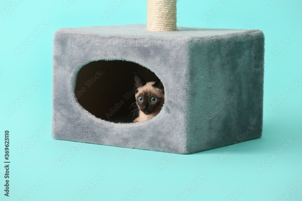 Cute Thai cat hiding in its house on color background