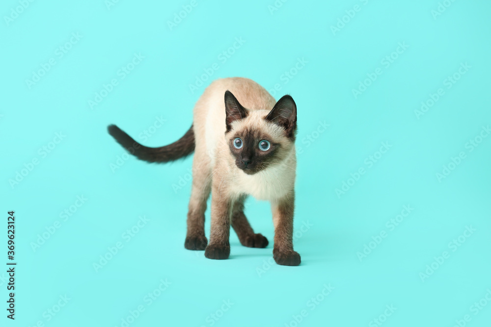 Cute Thai cat on color background